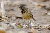 very dark Pipit Spencer Pierce