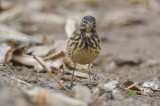 very dark Pipit Spencer Pierce