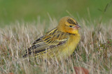 bobolink salisbury st. res side road to boat ramp