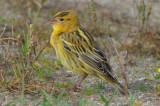 bobolink salisbury st. res side road to boat ram