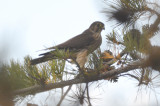 merlin plum island