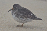 purple sandpiper sandy point plum island