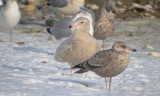 1st year glaucous gull (back) revere beach