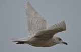 iceland gull (kumliens) revere