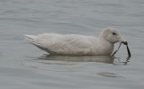 glaucous gull revere beach