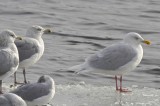 adult glaucous gull umass lowell boathouse/park