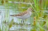 white-rumped sandpiper bolton flats