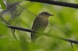 worm eating warbler