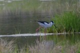 black-necked stilt rowley pans 1a