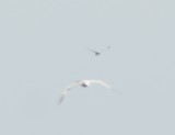 record shot royal tern sandy point plum island