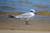 foster tern sandy point plum island