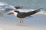 black skimmer sandy point plum island