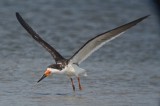 black skimmer sandy point plum island