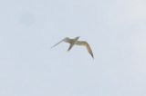 one of 2 gulled-billed terns plum island circling like raptors