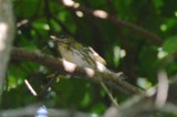 early blackpoll plum island
