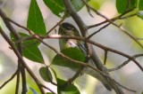 early blackpoll plum island