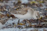 western sandpiper lynn/nahant beach