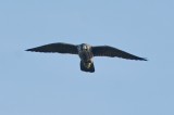 DSC_5276.JPG