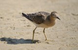 buff breasted sandpiper sandy point plum island