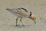 buff breasted sandpiper sandy point plum island