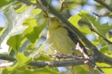 hy yr male scarlet tanager plum island