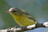 philly vireo plum island