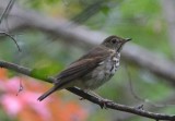 DSC_2988.JPG