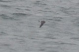 DSC_8644.JPG