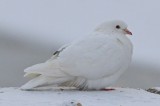 DSC_7673.JPG