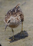 DSC_2463.JPG