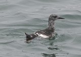 black guillemot petite Mannan