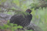 spruce grouse petite manan
