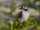 leucistic kingbird PI
