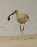 western willet plum island