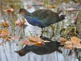 Purple Gallinule Chauncy Lake Westborough, MA