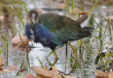 Purple Gallinule Chauncy Lake Westborough, MA