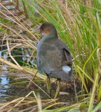 Purple Gallinule Chauncy Lake Westborough, MA