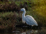 Lesvos - Island of Many Birds