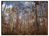 The woods