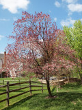 Spring blossoms