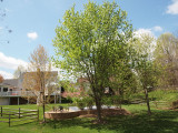 Green in the backyard! Spring is finally here!