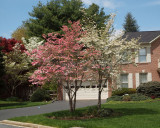 Two colors of dogwood