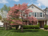 Dogwood in Spring