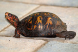 Turtle in the backyard