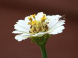 The stink bug