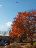 Red No. 1
