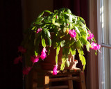 Flowers in the morning light