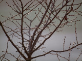 Droplets