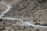 Men and donkeys - Afghanistan