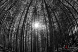 landscape in BW